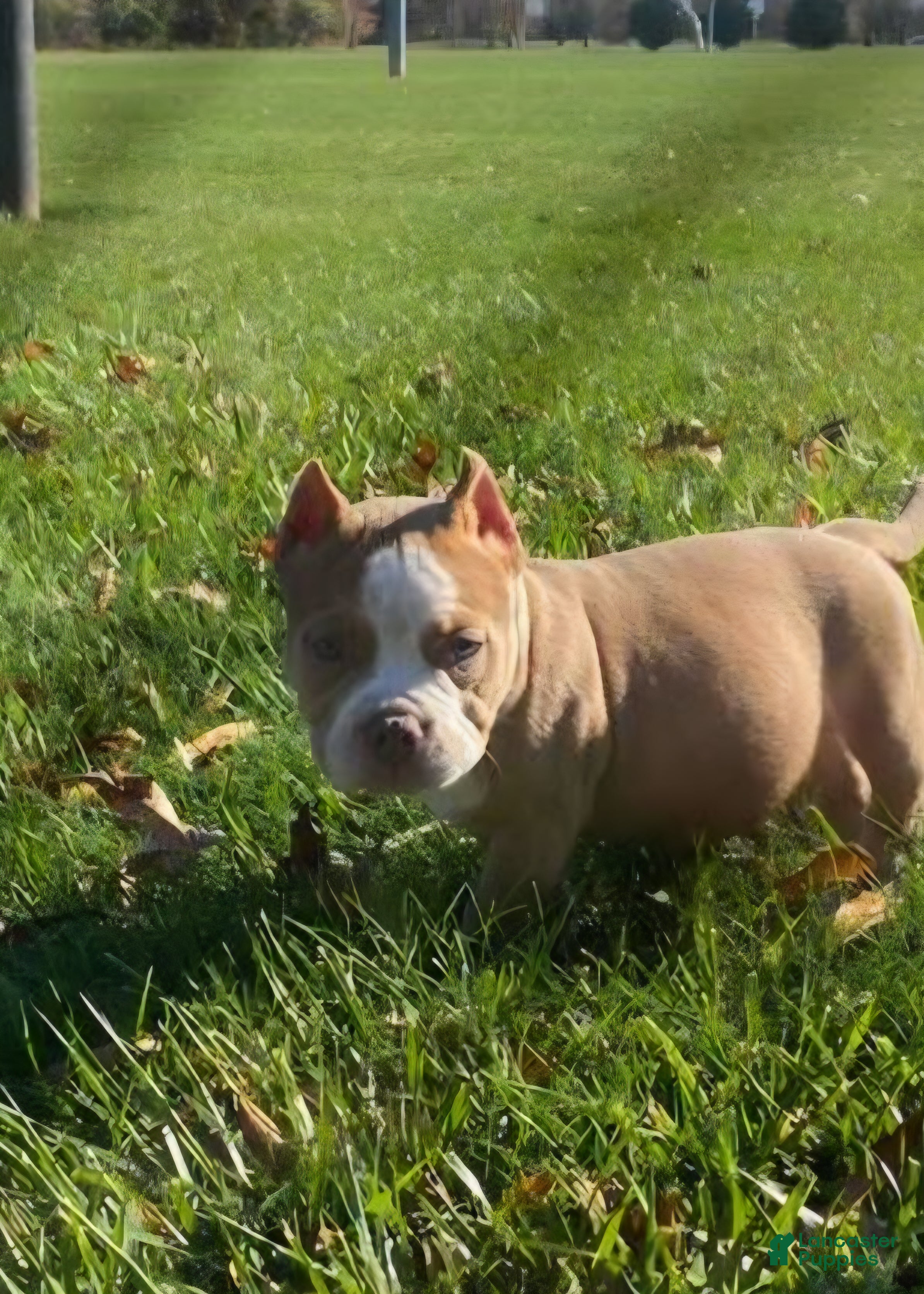 American Bully dogs American Bully Puppy 1 - Ad 37