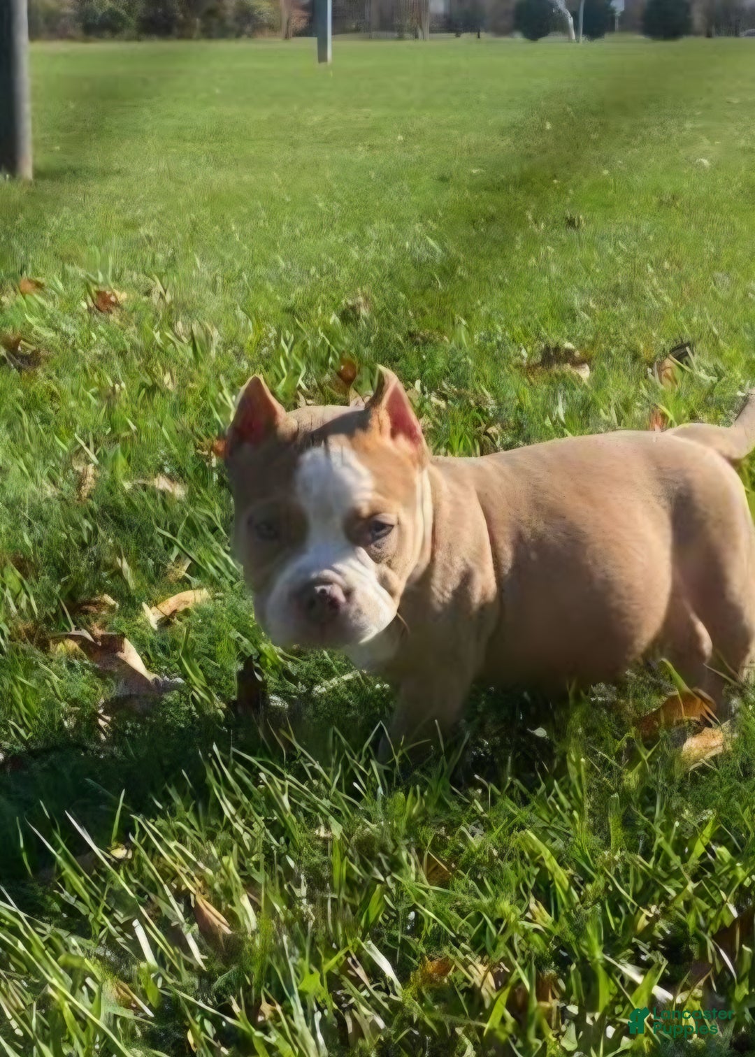 American Bully dogs for sale: American Bully Puppy 1 - Ad 1