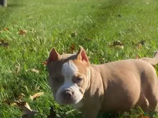 American Bully dogs American Bully Puppy 1 - Ad 30