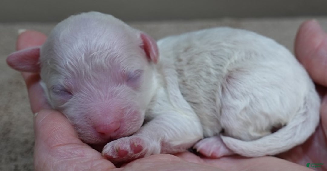 Toy Poodle dogs for sale: Ramses - Ad 3