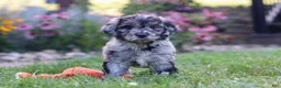 Newfypoo dogs for sale: Simon - Ad 7