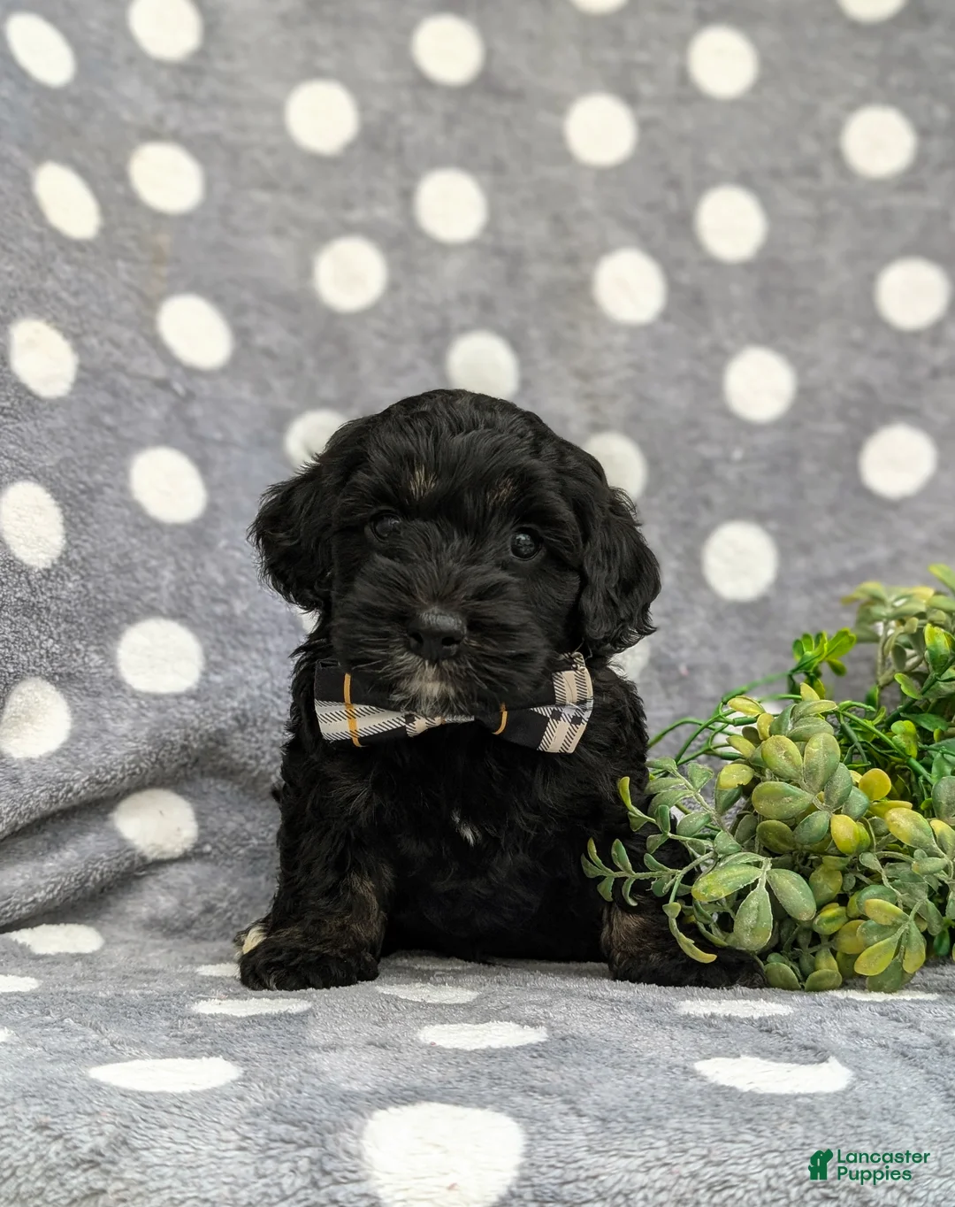 Cockapoo dogs for sale: Jordi - Ad 2