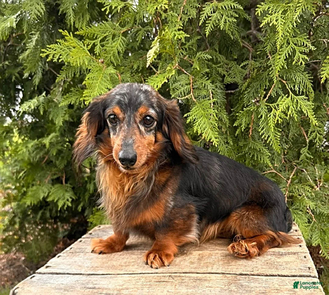 Miniature Dachshund dogs for sale: Demi - Ad 5