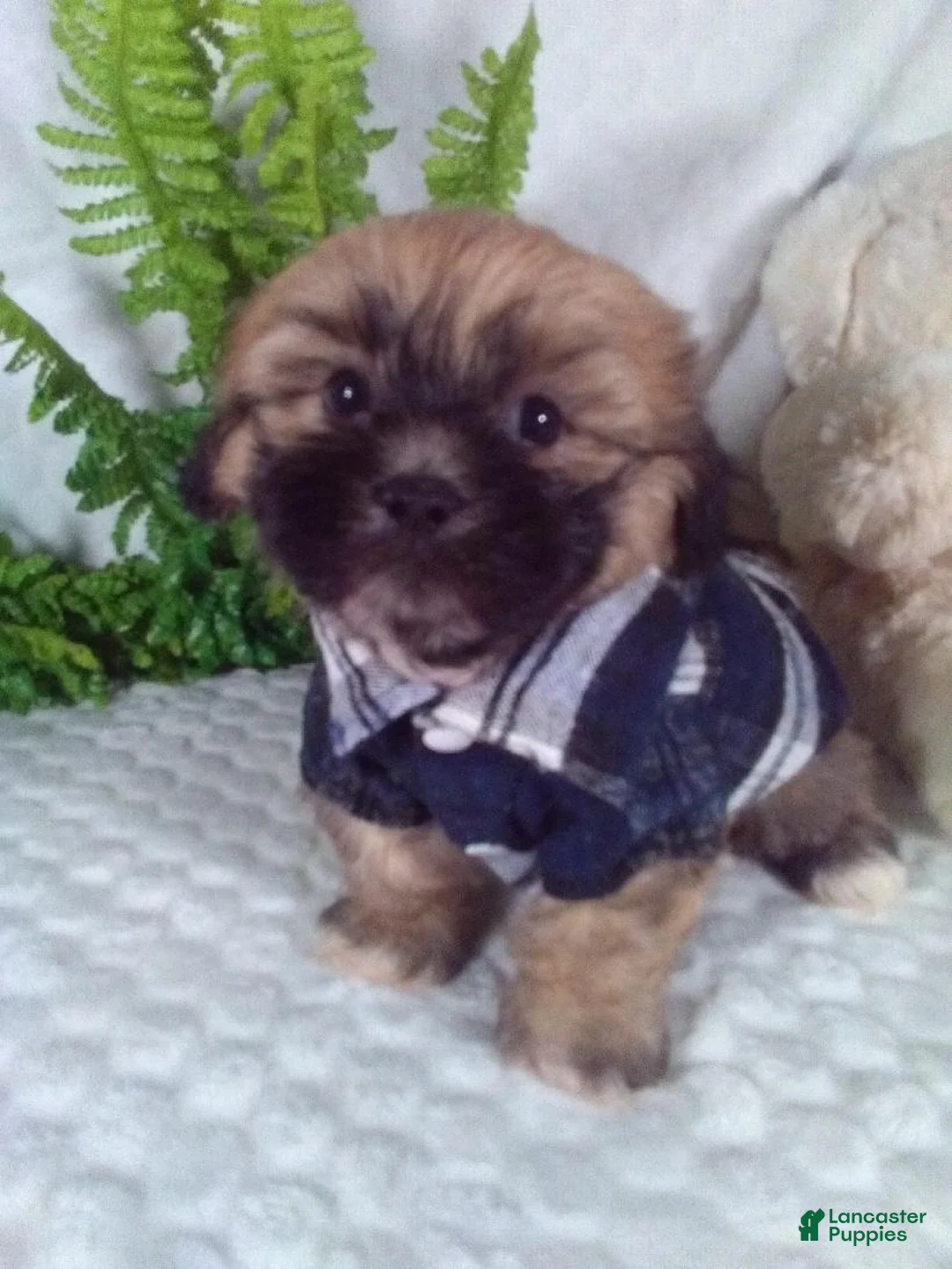 Teddy Bear dogs for sale: Cleo - Ad 2