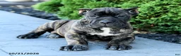 Cane Corso dogs for sale: Lyrica - Ad 4