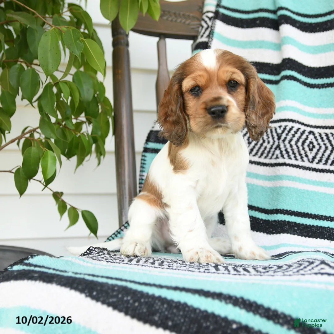Cocker Spaniel dogs for sale: Darla - Ad 1
