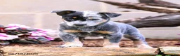 Australian Cattle Dog dogs for sale: Abby - Ad 7