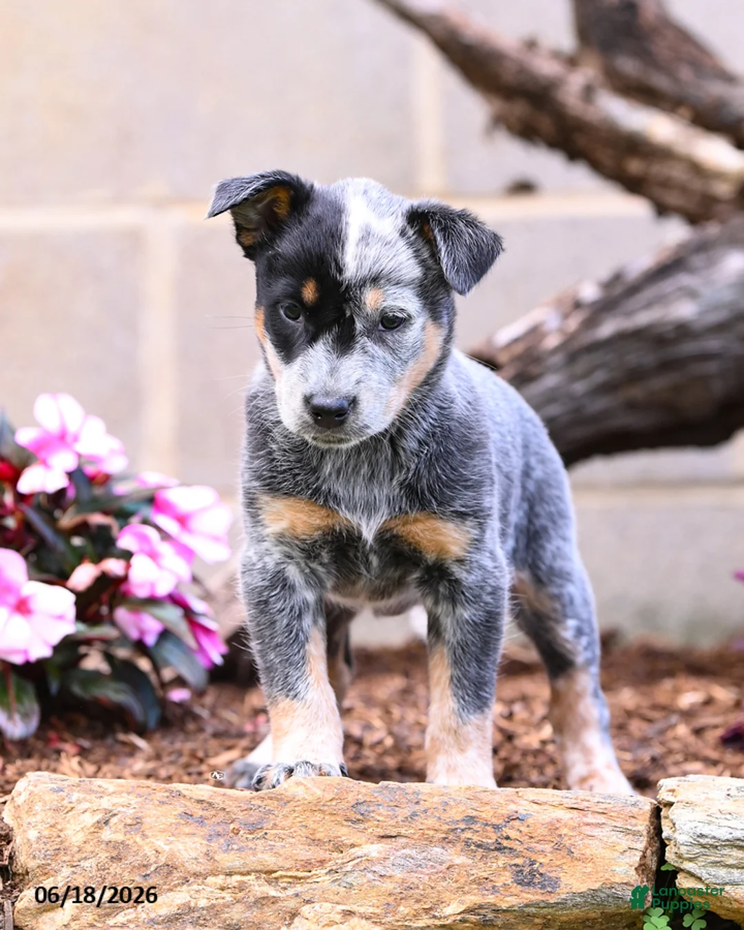 Australian Cattle Dog dogs for sale: Abby - Ad 7