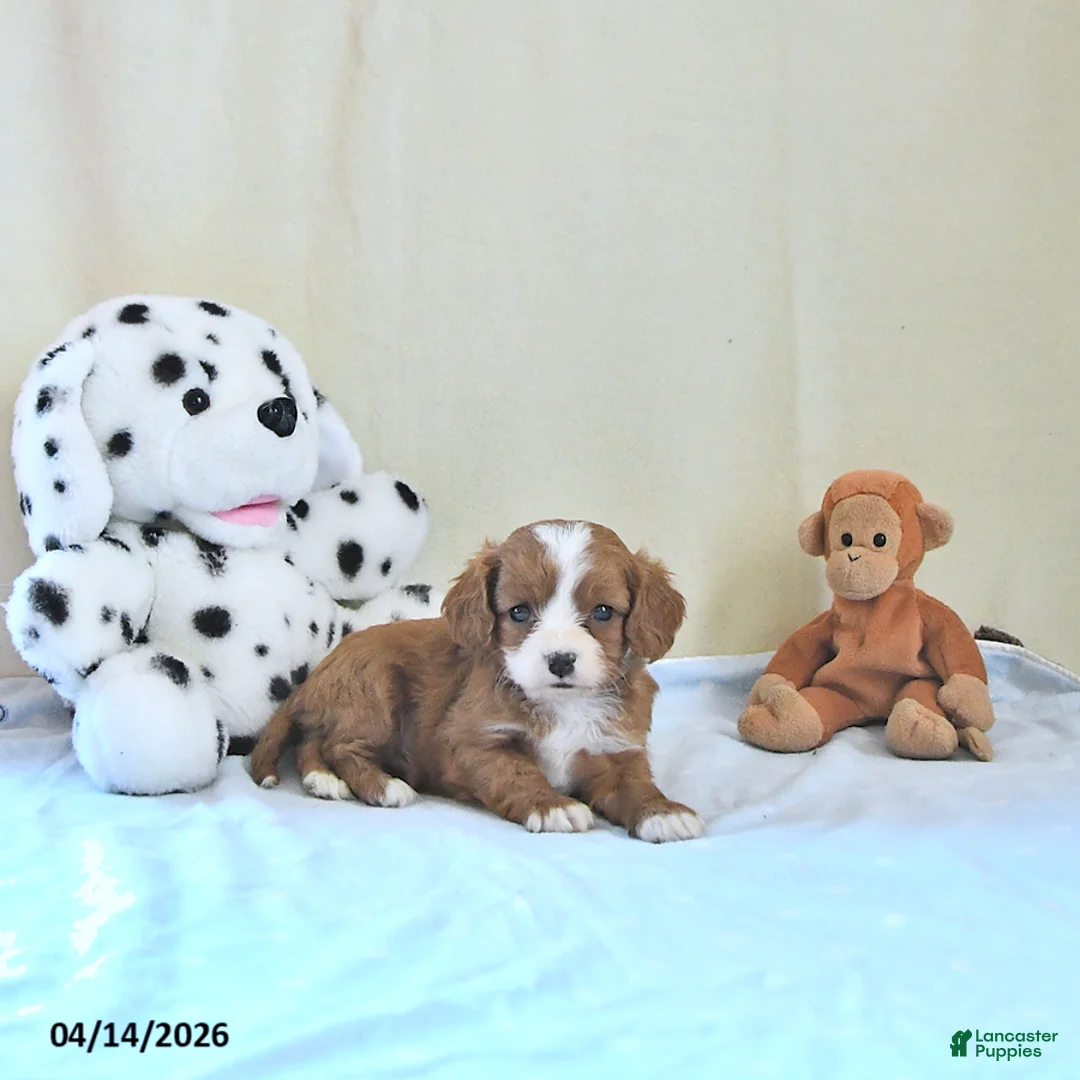 Cavapoo dogs for sale: Atlas - Ad 1