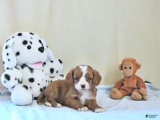 Cavapoo dogs for sale: Atlas - Ad 3