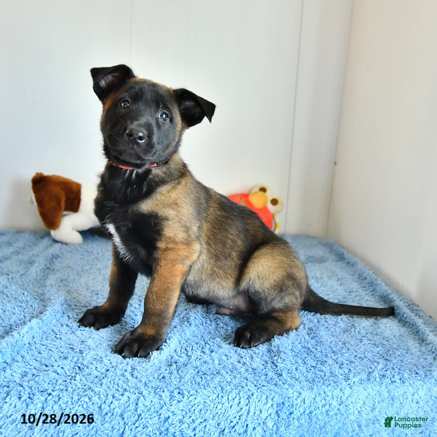 Belgian Malinois dogs for sale: Archer - Ad 1