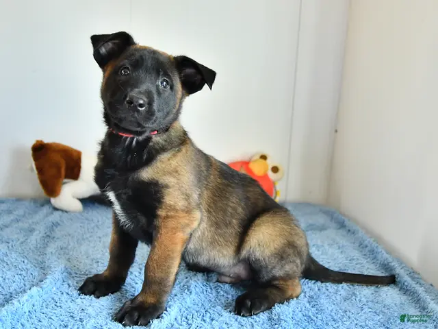 Belgian Malinois dogs for sale: Archer - Ad 1