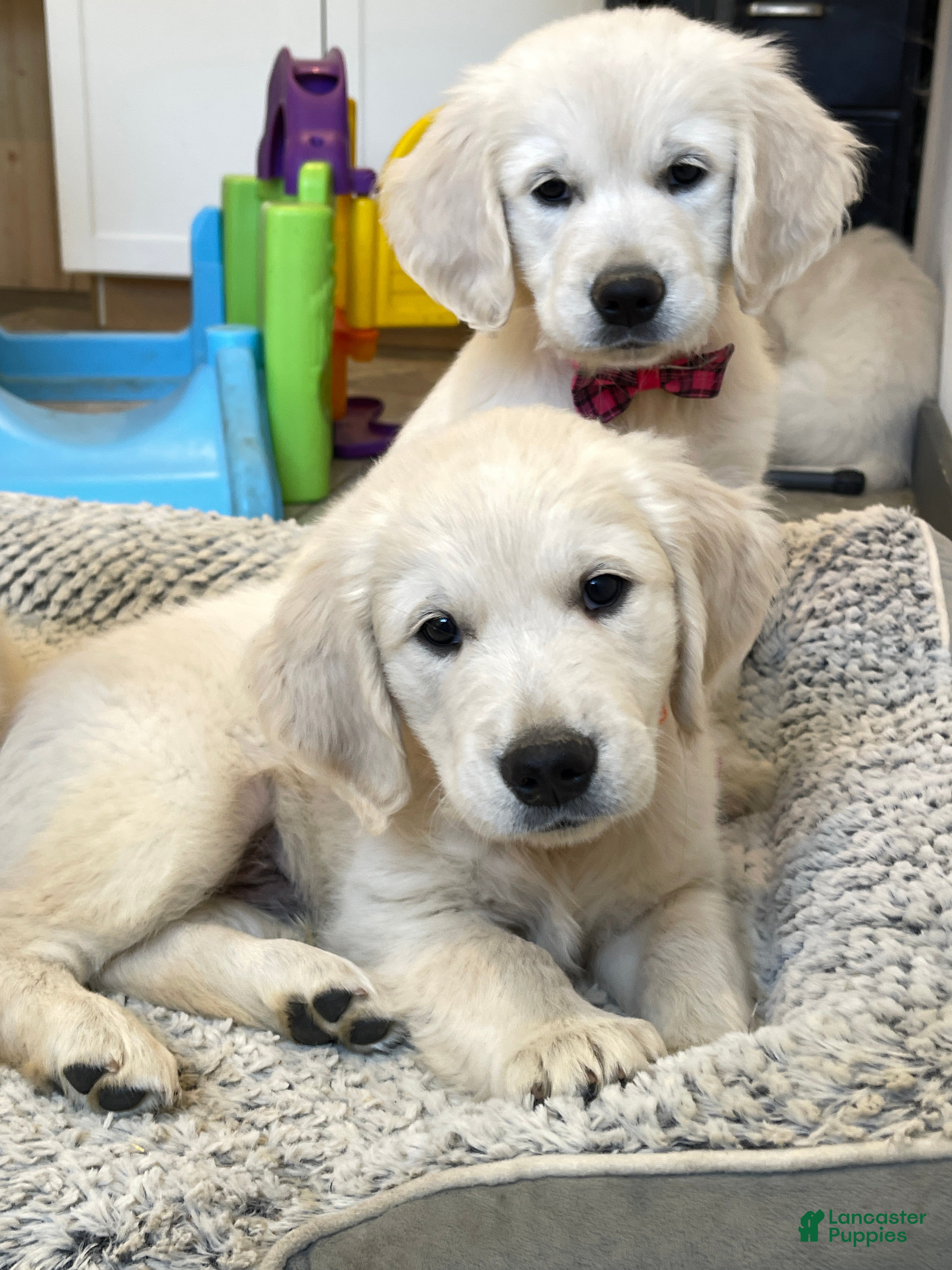 Golden Retriever dogs for sale: Creamsicle - Ad 2