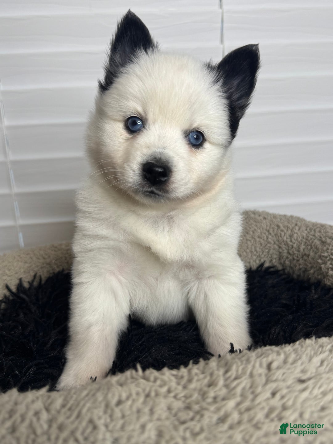 Pomsky dogs for sale: White Male with black spots - Ad 1