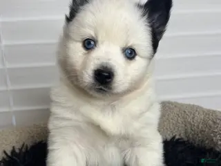 Pomsky dogs White Male with black spots - Ad 5
