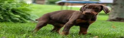 Doberman Pinscher dogs for sale: Gunner🦴 - Ad 7