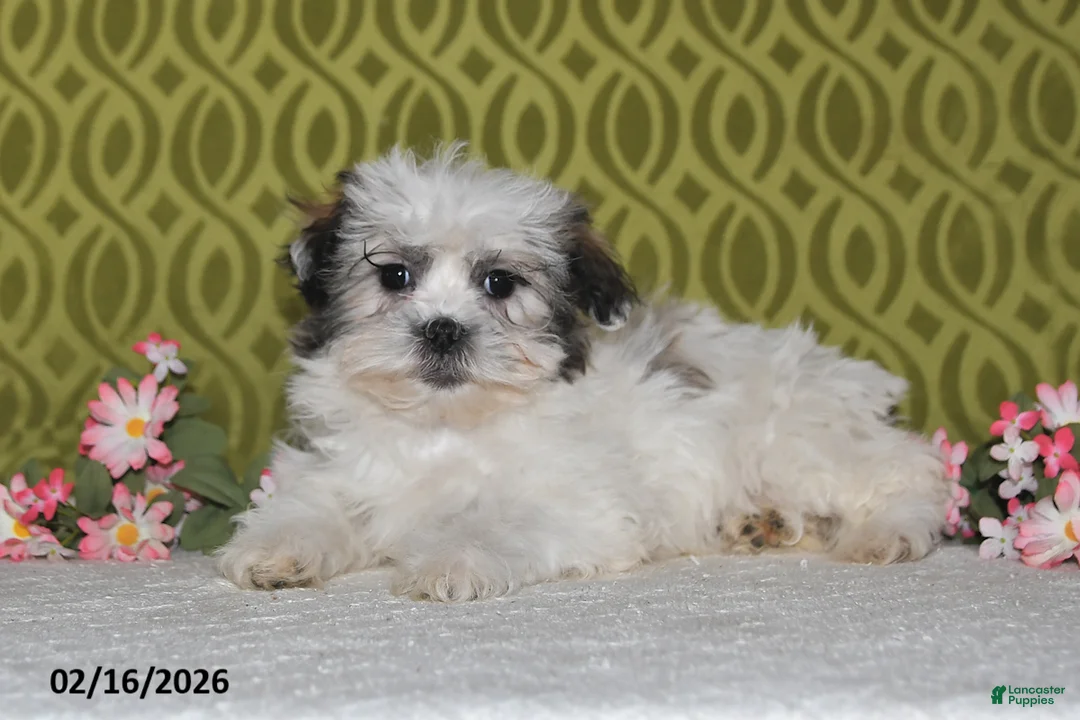 Teddy Bear dogs for sale: Jolly - Ad 2