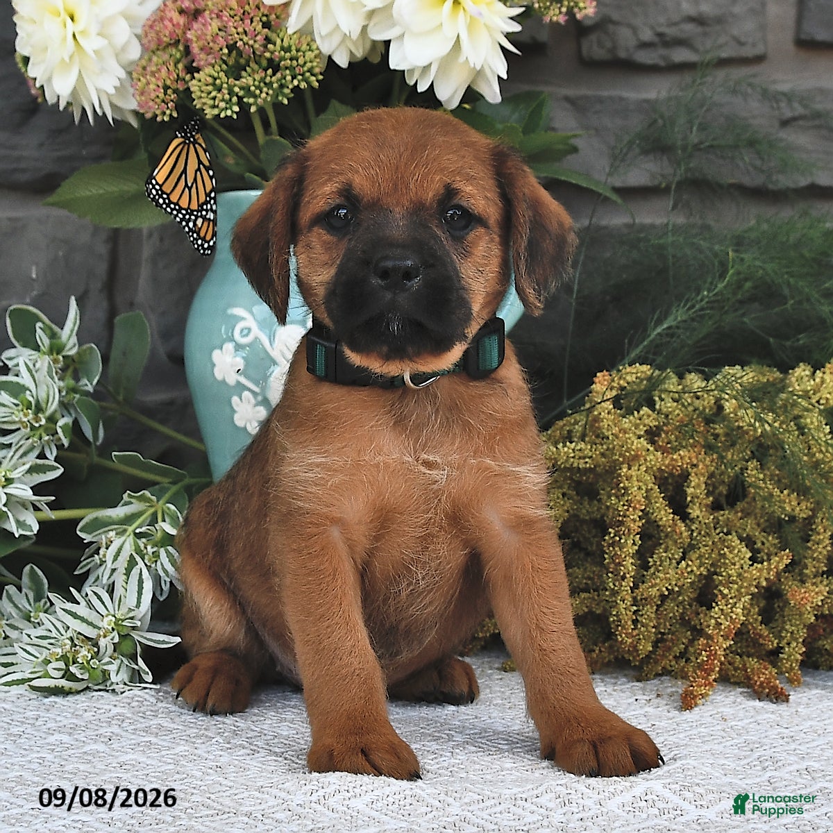 Mixed Breed dogs Violet  - Ad 2
