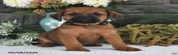 Mixed Breed dogs for sale: Violet  - Ad 2