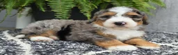 Mini Bernedoodle dogs for sale: Mini Ace - Ad 6