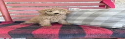 Mixed Breed dogs for sale: Myles - Ad 4