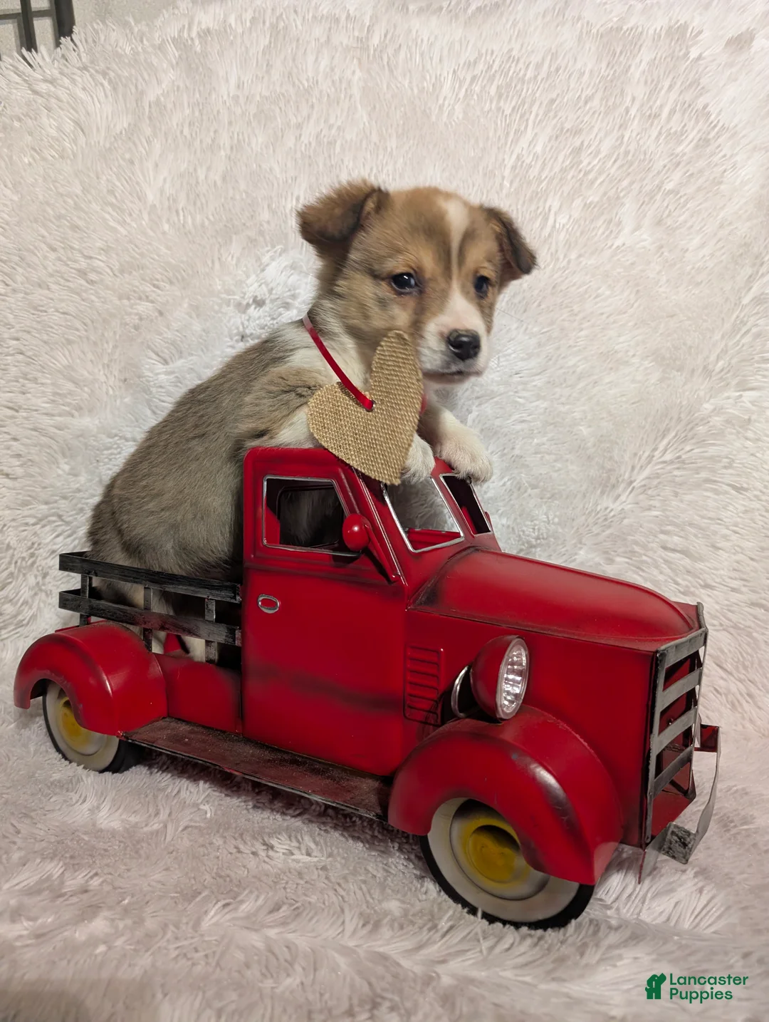 Welsh Corgi Pembroke dogs for sale: Mason  - Ad 3