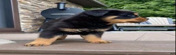 Rottweiler dogs for sale: Atlas - Ad 4