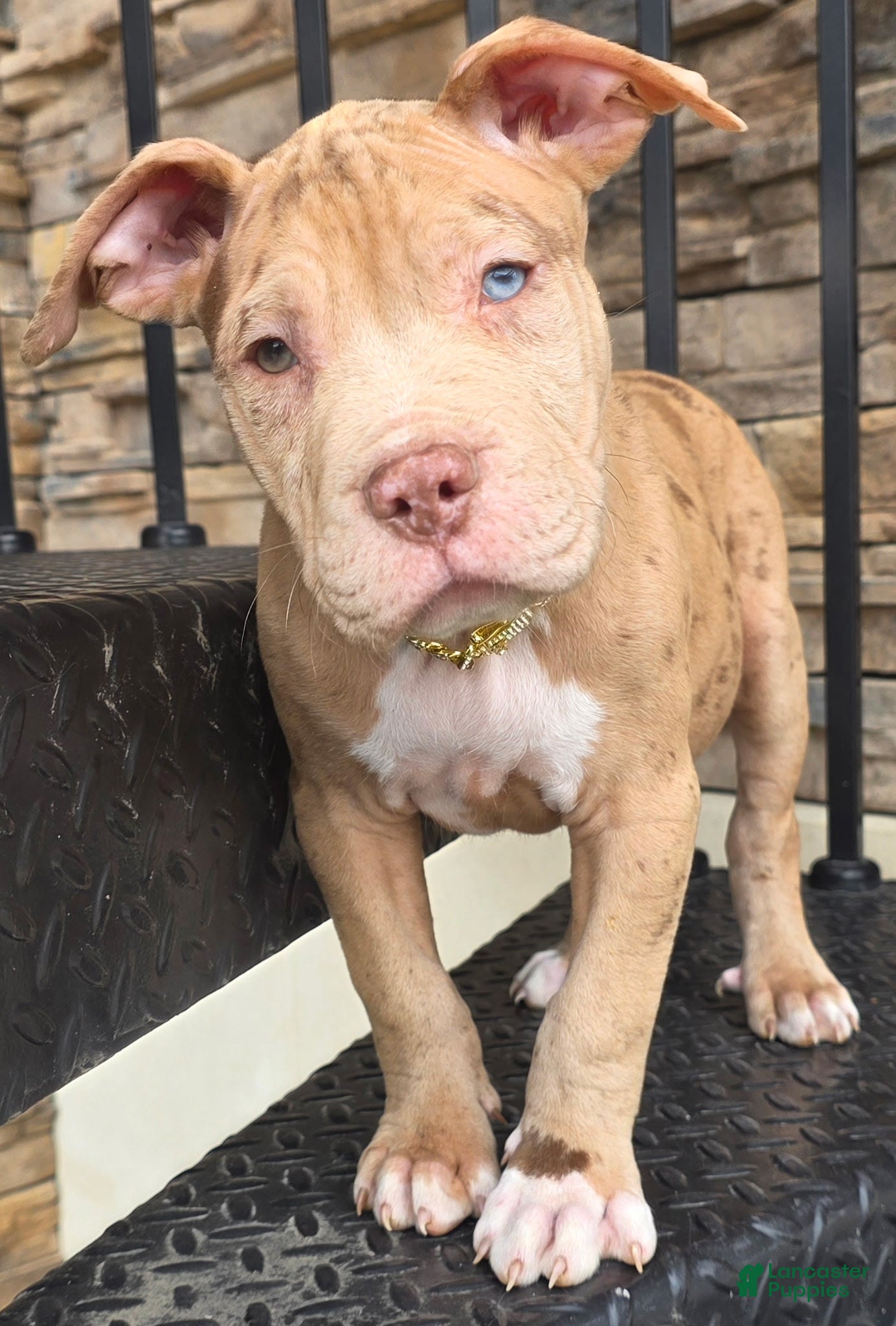 American Pit Bull Terrier dogs BALBOA  - Ad 1