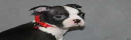 Boston Terrier dogs for sale: Levi - Ad 5