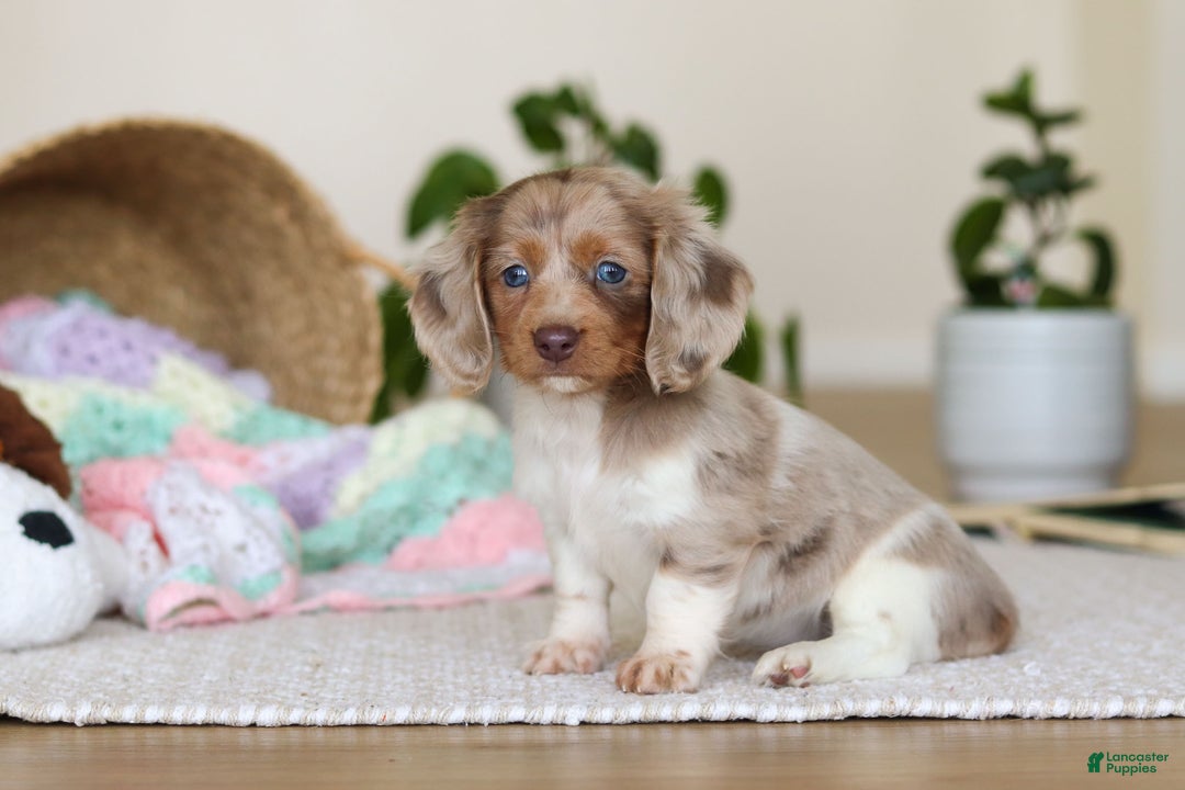 Miniature Dachshund dogs for sale: Skye - Ad 4