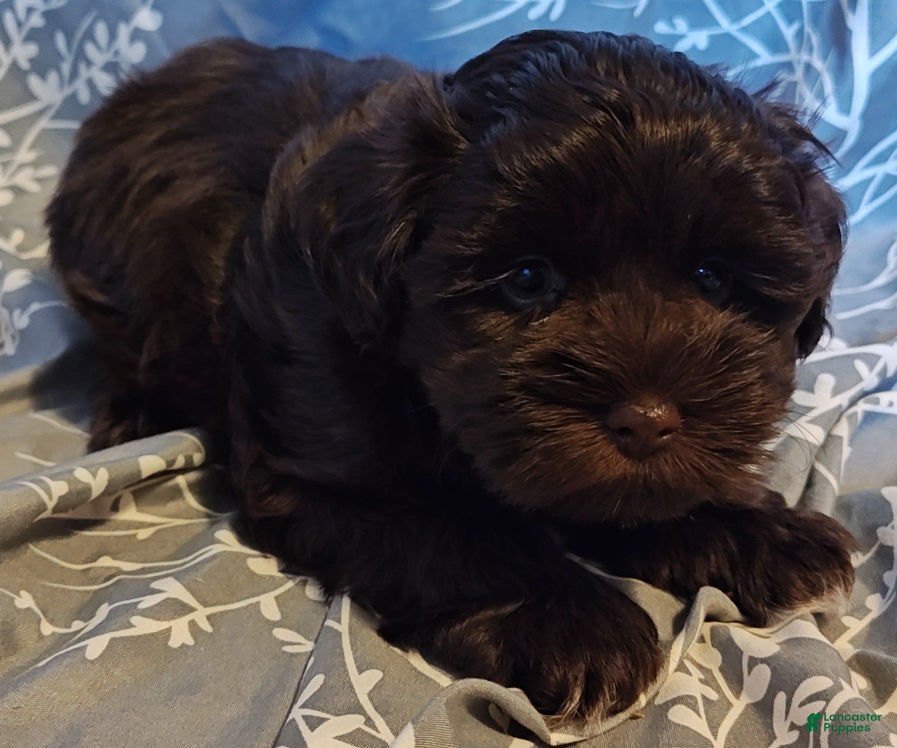 Miniature Schnauzer dogs STOP! WAIT! LOOK at it, just look at this adorable lil face! - Ad 1