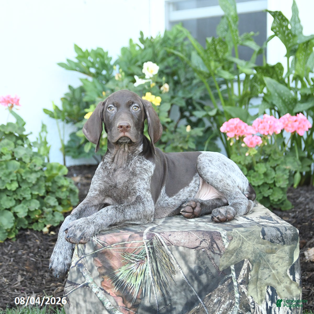 German Shorthaired Pointer dogs Charlie - Ad 2