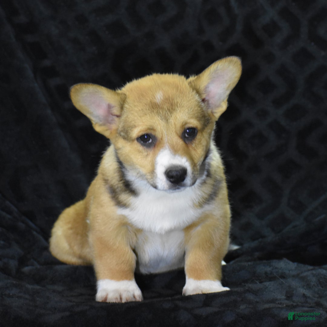 Welsh Corgi Pembroke dogs for sale: Milkyway - Ad 1