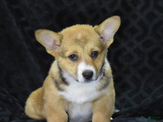 Welsh Corgi Pembroke dogs Milkyway - Ad 24