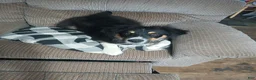 Australian Shepherd dogs for sale: Australian Shepherd Puppy Rip - Ad 4
