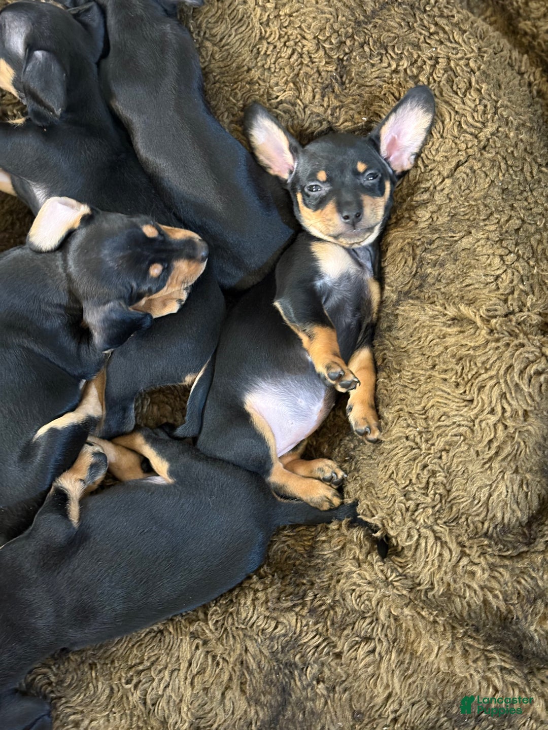 Mixed Breed dogs for sale: Pocket Pet 4 - Ad 4