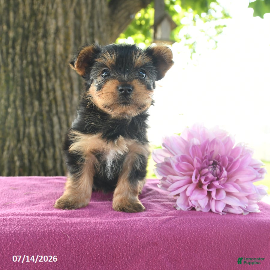 Yorkshire Terrier dogs Tanjo - Ad 2