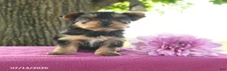 Yorkshire Terrier dogs for sale: Tanjo - Ad 2