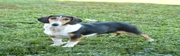 Mixed Breed dogs for sale: Bella   - Ad 3