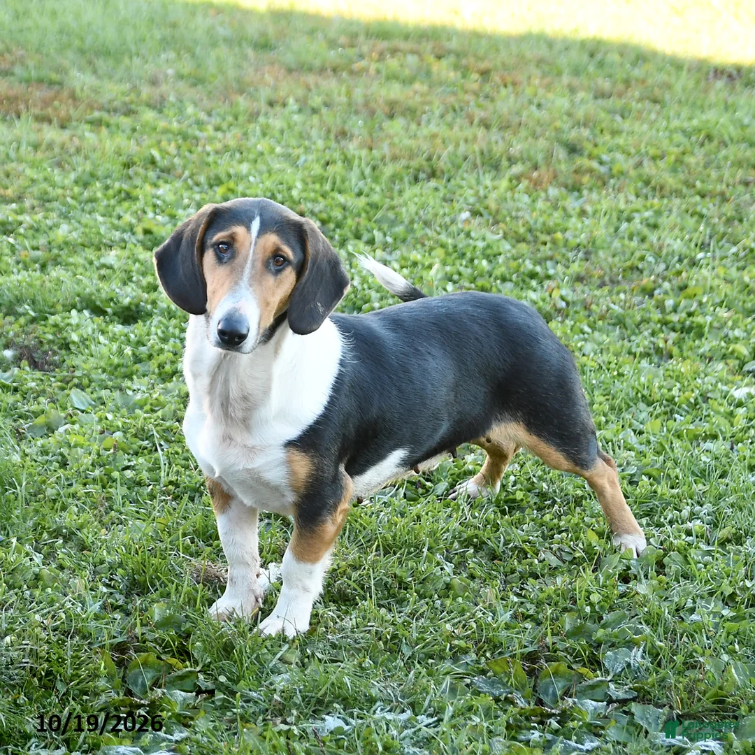 Mixed Breed dogs for sale: Bella   - Ad 3
