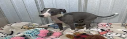 Italian Greyhound dogs for sale: Strawberry - Ad 3