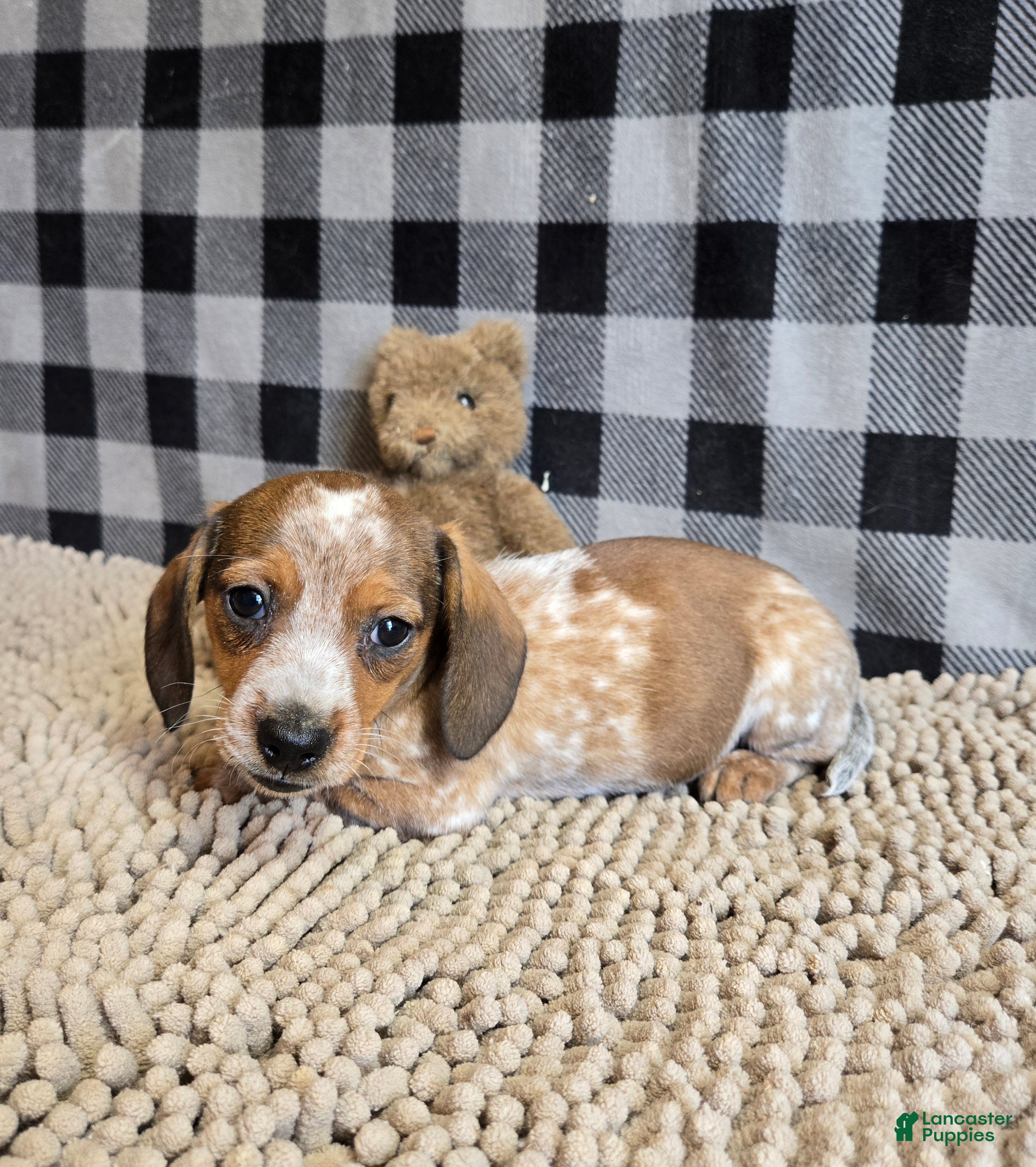 Miniature Dachshund dogs for sale: Kent - Ad 4