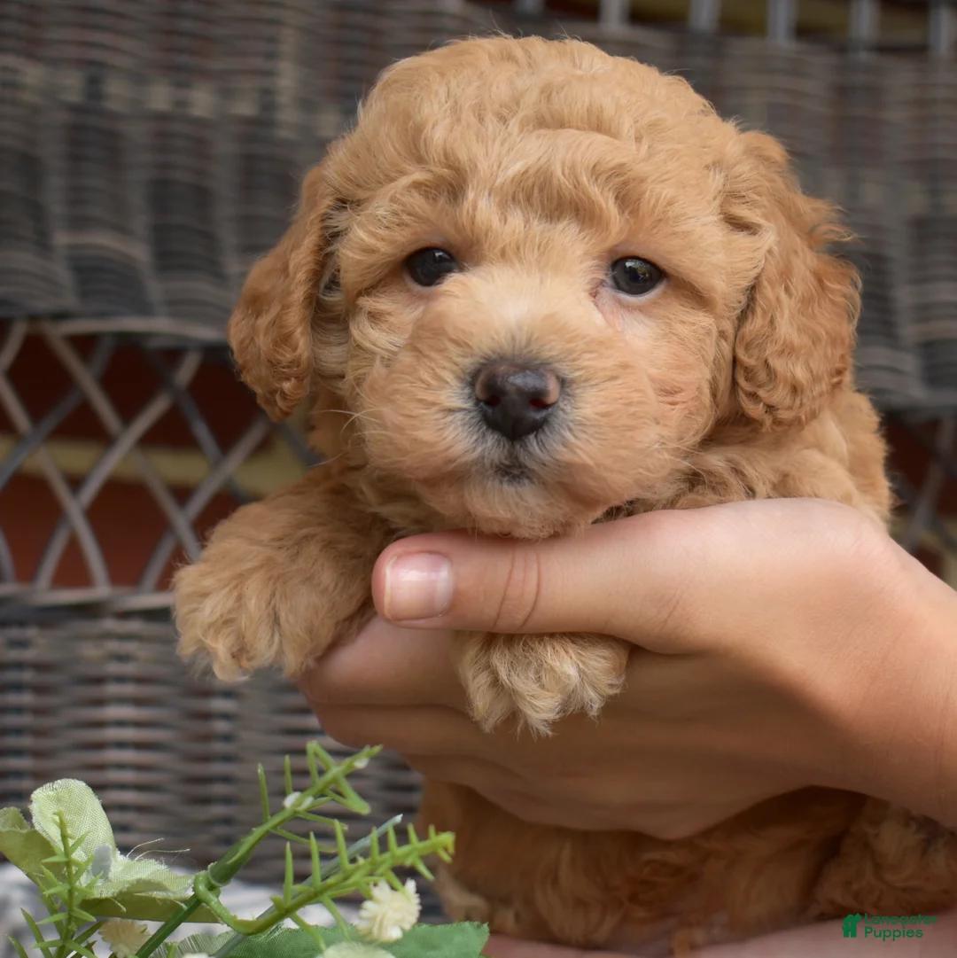 Bichpoo dogs for sale: Rugby  - Ad 2
