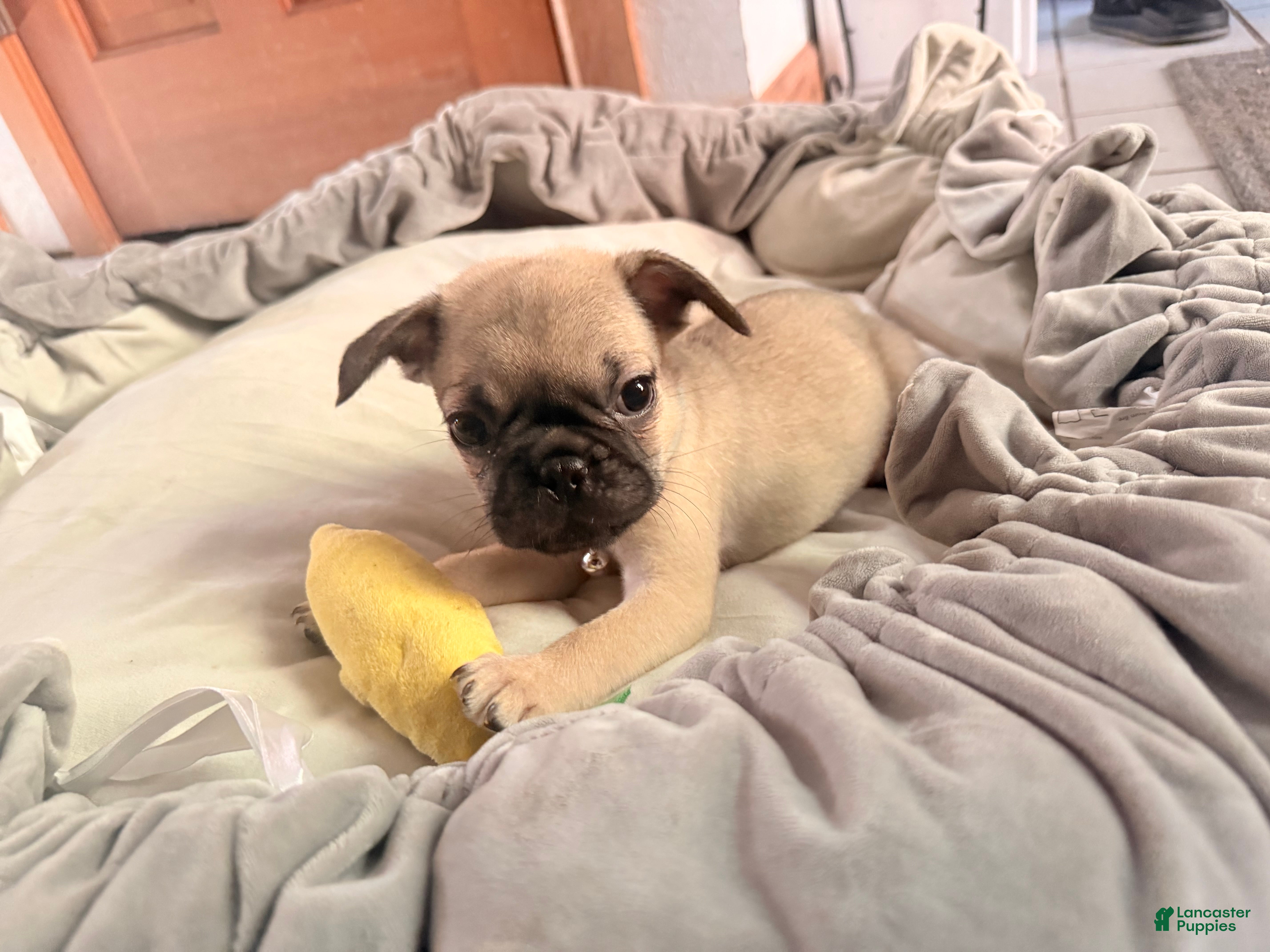 Pug dogs Otis  - Ad 4