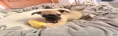 Otis 