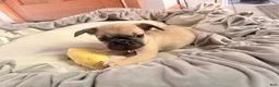 Pug dogs for sale: Otis  - Ad 1