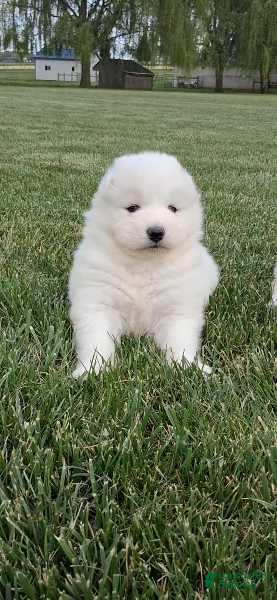 Samoyed dogs Faith - Ad 1