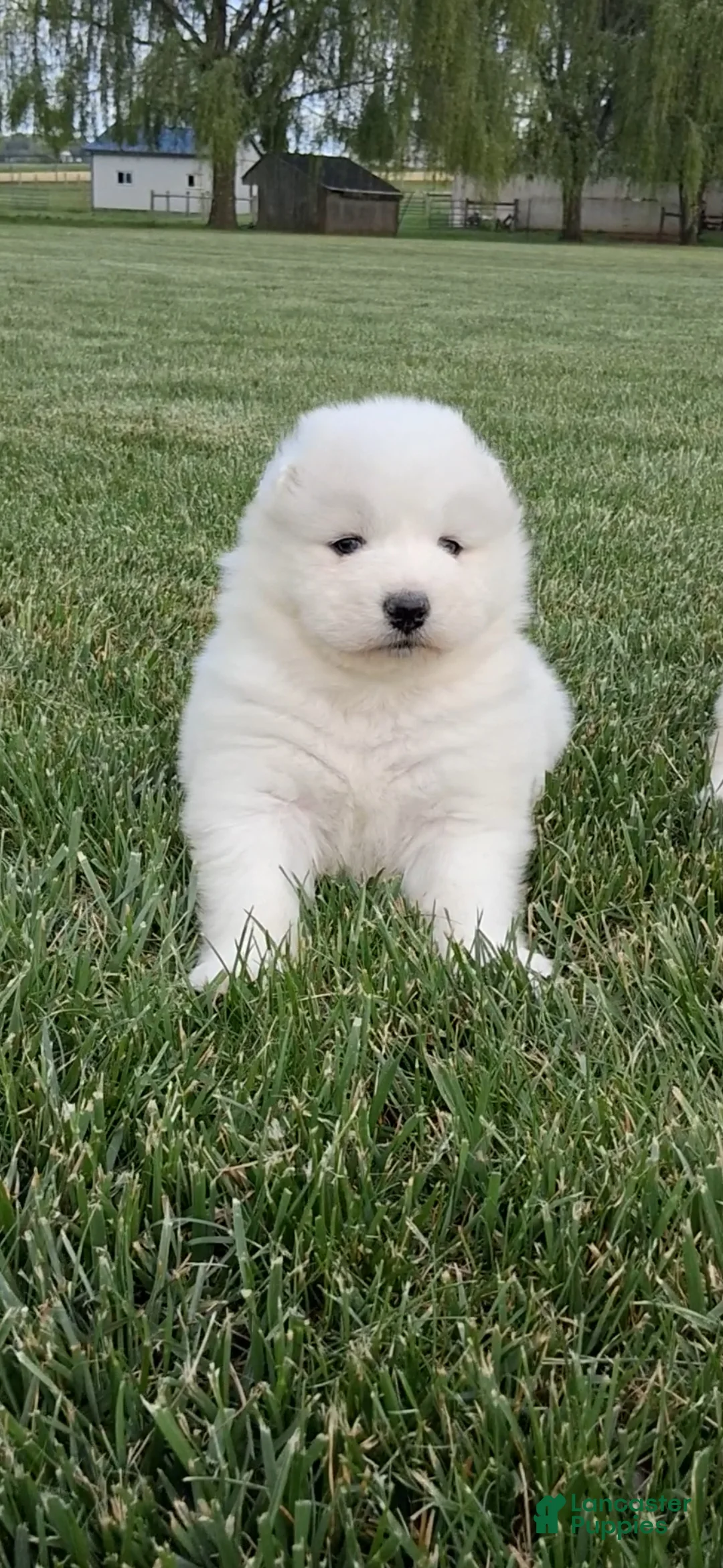 Samoyed dogs for sale: Faith - Ad 1