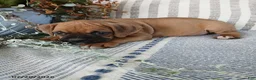 Boxer dogs for sale: Tanker - Ad 5