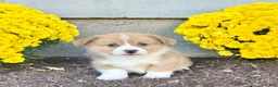 Welsh Corgi Pembroke dogs for sale: Snickers - Ad 1